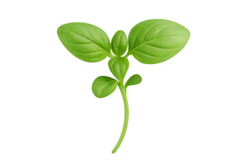 Fresh green basil sprout growing transparent background