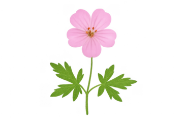 Pink wildflower blooming with green leaves on transparent background