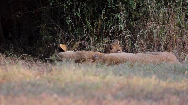 lion cubs playing in the grass with her mother lioness