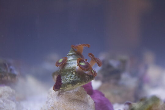 Zoanthid on a Snail
