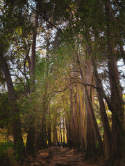 Forest pathway with tall trees