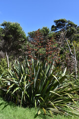 New Zealand Flax, also known as Phormium tenax, in flower