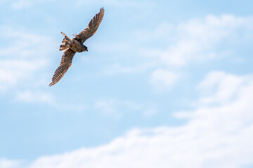 Obraz premium The common kestrel (Falco tinnunculus), also known as the European kestrel, Eurasian kestrel.