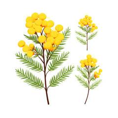 Vibrant Mimosa Flower Twig in Spring