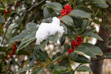 red berries on snow