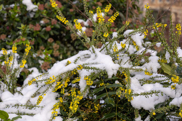 flowers in snow
