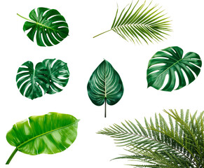 Various tropical leaves isolated on transparent background