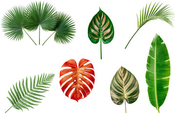 Obraz premium Various tropical leaves isolated on transparent background