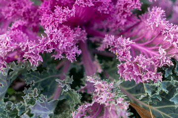 Bright purple ornamental cabbage growing in a garden during late autumn season