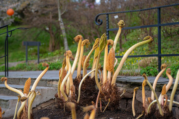 Gunnera manicata clustered spring shoots rising from soil in landscaped garden.