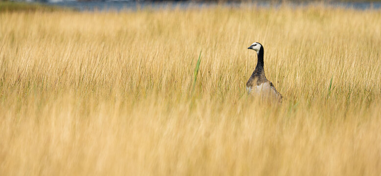 Barnacle goose Branta leucopsis in coastal meadow near marina.
