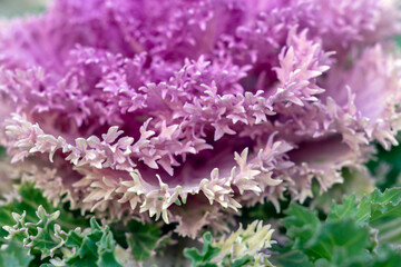 Close view of a purple ornamental cabbage plant showing detailed leaf structure and color variations in garden setting