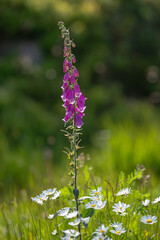 Tall foxglove Digitalis purpurea blooming among summer meadow flowers.