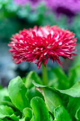 Bright red flower stands out among green leaves in a garden during springtime