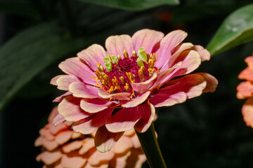 Zinnia Zinnia elegans multicolored blossom with rich red and yellow center in garden.