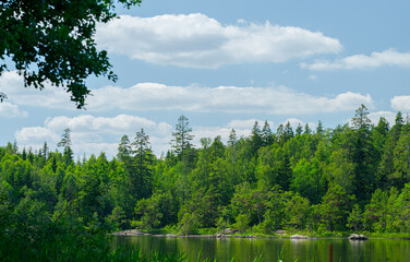 Serene forest lake landscape with green trees under blue summer sky.