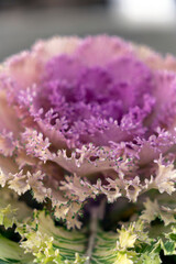 Flower with purple and green leaves in a close view during daylight hours capturing unique details of nature