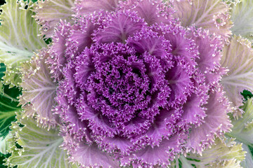 Purple ornamental cabbage with green edges growing in a garden during the daytime hours