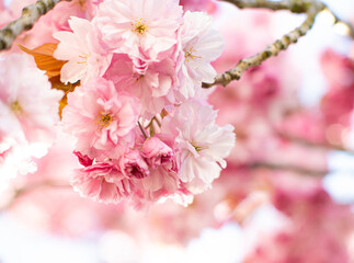 Cherry blossom flowers Prunus serrulata blooming in spring.