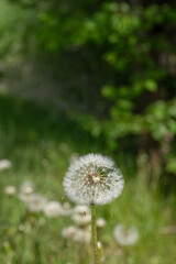 Dandelion Taraxacum officinale seed heads in summer meadow.
