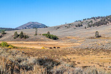 Bison in Yellowstone National Park