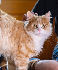 Domestic ginger cat Felis catus standing indoors portrait.