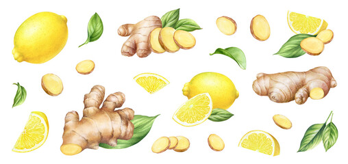 Watercolor design with hand drawn ginger roots and lemons with slices and green leaves