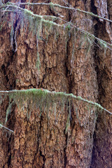 Moss in front of the bark of a redwood tree
