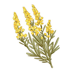 Exquisite Sagebrush Flower on White Background