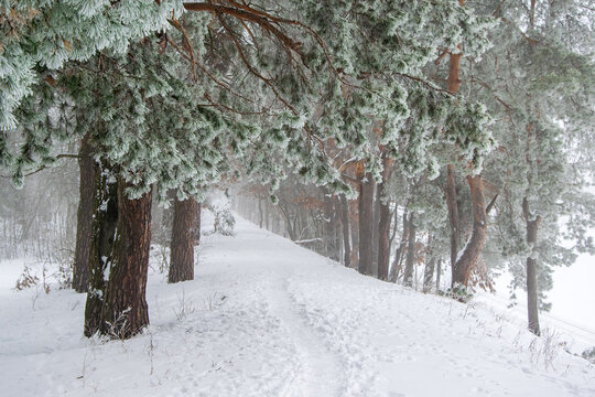 The road in winter forest with fir trees under frost. Winter nature concept