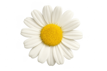 Fresh daisy flower blooming on transparent background