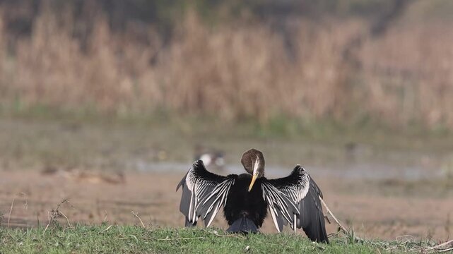 Oriental indian darter preening in bharatpur
