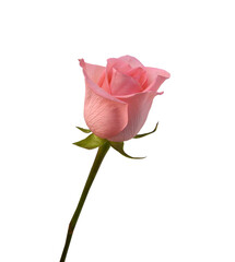 Single pink rose flower isolated on white background 