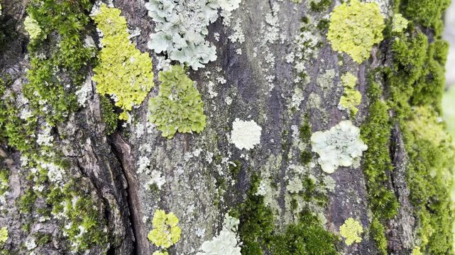 Tree bark covered with moss and lichen growth close-up