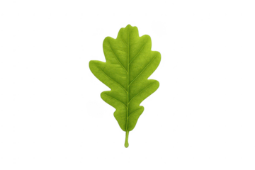 Green oak leaf showcasing natural spring foliage isolated