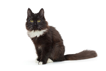 Small black kitten with a long tail