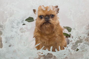 Brussels Griffon dog looks out of a frozen window