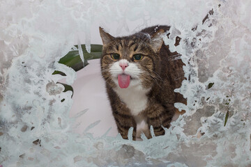 Big gray cat  licks the frozen window