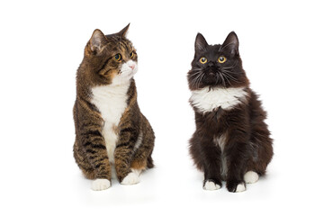 Adult grey cat and a young black kitten