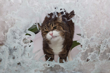 Large grey cat looks curiously out of the winter window
