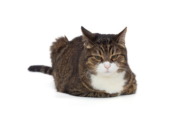 Beautiful gray tabby cat lies on a white background