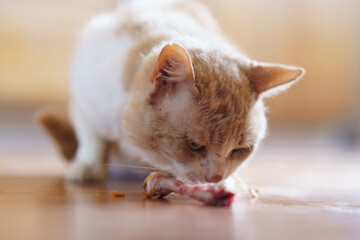 Cat enjoys eating a piece of meat on a wooden floor in a warm indoor space