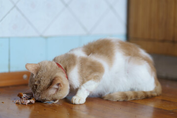 Cat eating food on wooden floor in home kitchen during daytime hours