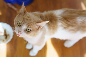 Cute orange and white cat standing on wooden floor looking up at the camera in a room