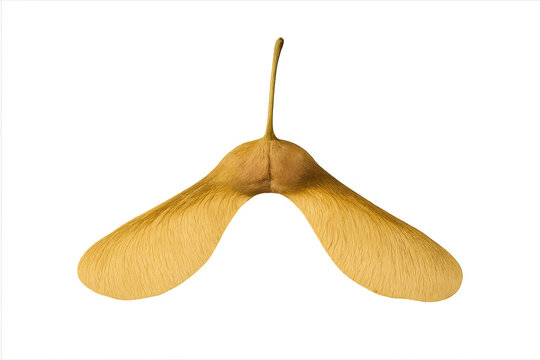 Maple seed samara helicopter falling with transparent background