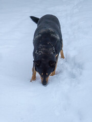 Black and tan dog sniffing snow in winter