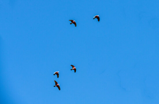 Flight of the Galahs