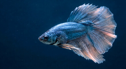 Siamese Fighting Fish with Flowing Fins