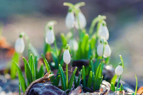 Beautiful snowdrops in sunny spring forest