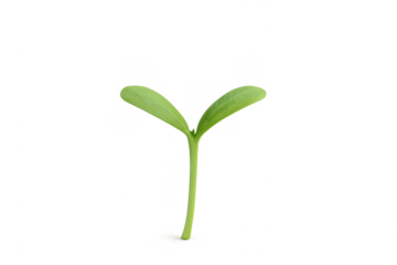 Green plant seedling growing with transparent background